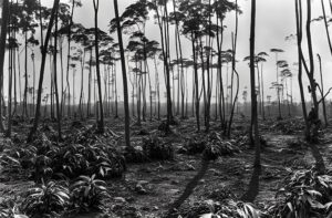 Reforestation of Amazon