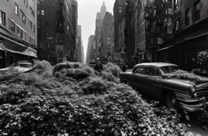 Vegetation over runs New York City